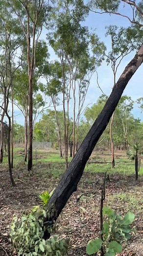 The forest behind our property is on higher ground and looks like it copped it hard over the weekend Would not have liked to be hiking when this came through #northernterritory #reelsfypシ #CycloneDamage #tcfina #forest #reelsviral #australia #stormdamage #darwin #reelschallenge | Jase Farrugia