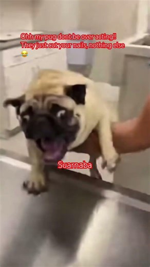 My pug dont be over acting they just cut your nails 💅only #pug #luckypug #shortsfeed