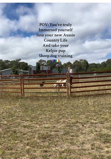 Experience Aussie Country Life with Kelpie Dog Training