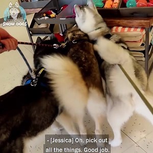 91K views · 6K reactions | HUSKY DOGS GO SHOPPING at PETCO!  #GoneToTheSnowDogs #Husky #SiberianHuskies #Dogs #CuteAnimals #Shopping #Petco | Gone to the Snow Dogs | Facebook