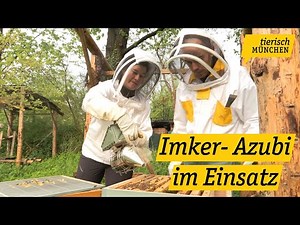 Tierisch München: wir begleiten einen Imker-Azubi und wagen ein Blick hinter das Handwerk der Imker