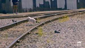 Looking back on the incredible rescue from last week's episode of #PitBullsandParolees 🐾 Don't miss a new episode tonight at 9p ET! | Animal Planet