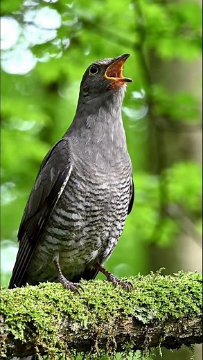 Cuckoo Bird Sound — Beautiful Bird Singing 🎶