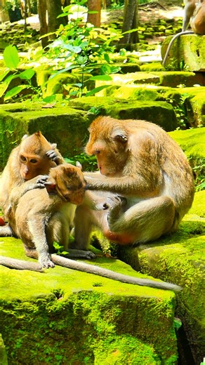 1.9K views · 113 reactions | The jungle’s little drama star — and we’re obsessed  | Monkey love | Facebook