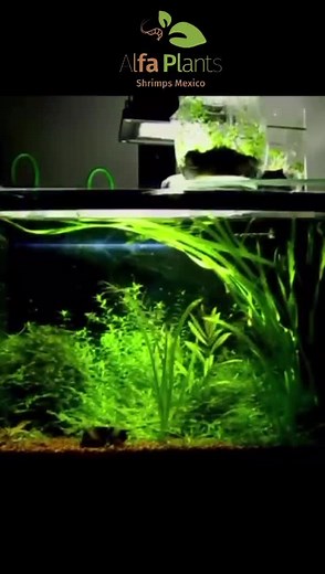 Musgo de Java: Crea un Acuario Único