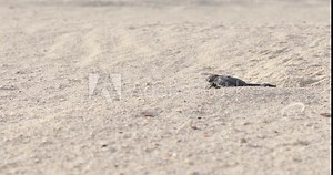 Baby turtle crawling on sand to water