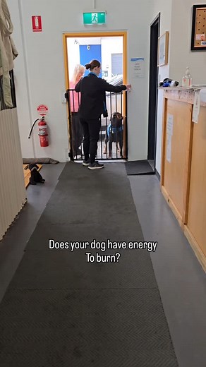 9.4K views · 10K reactions |  Got a high-energy dog that never...