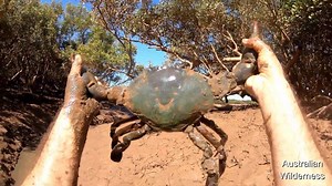 690K views · 5.9K reactions | Living as an Aussie 6- 12Hours vs Mud Crabs- Lowtide Mangrove is really fun-Australian Wilderness Support page ! Donate Now ! Bank Name : Citibank Account Holder’s Name : Australian Wilderness Bank Location : United States Bank Account Number : 73380000000443579 Swift Code : CITIUS33XXX 9-Digit Routing Number : 031100209 Account Type : Checking | Easy Fish Pro Shop | Facebook