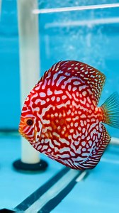 Our new shipment is out of quarantine and ready for new homes! All sizes are in stock. We can ship them straight to your front door and offer Live Arrival Guarantee. USA Only 🇺🇸 www.myrtlebeachdiscus.com #Discusfood #Discusfoodusa #beefheartpellet #africancichlid #bettafish #plecofish #ycid #discusmalaysia #fyp #plantedtanks #discusofinstagram #discuslovers #aquascape #tropicalfish #aquariumsdaily #discushobbyist #discus #fyp #colorfulfish #newshipment #myrtlebeachdiscus | Myrtle Beach Discus