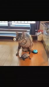 188K views · 6.3K reactions | What just happened!? → Shell shock!!】 | American Mona | Facebook