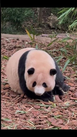 激萌え！パンダの地面探し😋 ググッと嗅ぐ愛らしい姿！#パンダ #可愛い #動物園 #panda #cute #cutepanda #adorably #animals