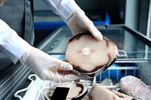 How Endangered Shark Species Are Ending Up in US Grocery Stores