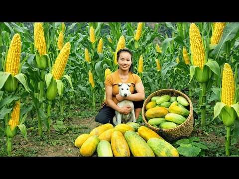 Harvesting Fresh Green Vegetables, Cucumbers & Tomatoes | Farm to Market Countryside Life