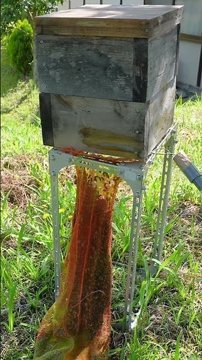 Capturing a Swarm of Japanese Honeybees