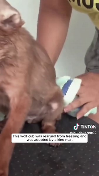 This wolf cub was rescued from freezing and was adopted by a kind man. #animalshortsvideo #HUGGdoy #wolf 😢🥹🥹
