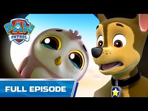 Chase Saves a Baby Owl - 120B - PAW Patrol Full Episode - Cartoons for Kids - Videos For Kids
