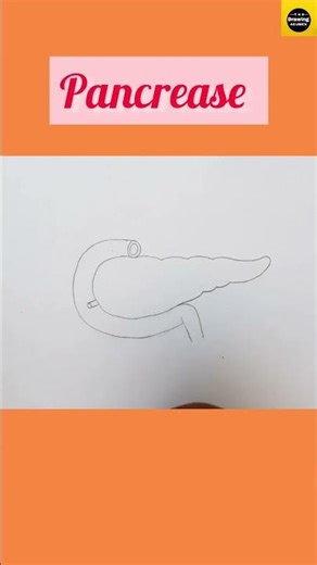 How to draw "Pancreas" diagram in easy way for beginners || ‪@TheDrawingAcumen‬