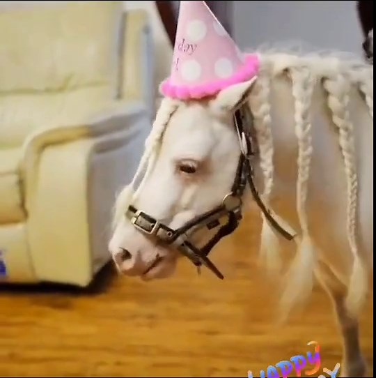 Happy birthday 🎉🎈🎁 #horse #horseslover #horselife #foryou #fypシ #StudentSectionSauce