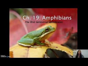Zoology - Amphibians