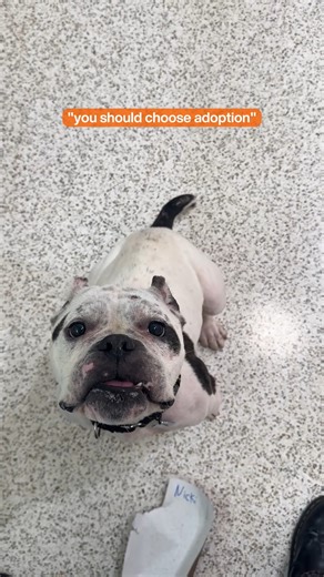 19K views · 337 reactions | We're 99% sure this is exactly what they're saying in the song! Do you agree? Visit the link below (aspca.org/adopt) to find out how you can bring your very own furry friend home today  #ASPCA #AdoptMe #fyp #dogsoffacebook | ASPCA | Facebook