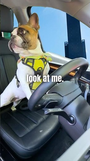 Underdog's Distracted Driving Safety Lesson (Lighthearted)