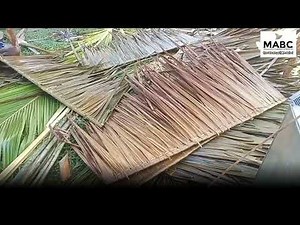 How Sago Thatched Roof is Made | Sago Palm and its many uses | Robert Defoe Kig