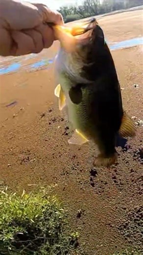 Flipping senkos for Early Spring Bass. 🎣🐟 #bassfishing #spring