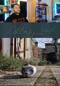 Exploring Guinea Pig Sounds: A Sound Design Perspective