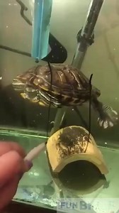 Turtle playing tic-tac-toe and winning #reelsfb #reelsvideo #reelsviral #fyp #cute #turtle | Fun Bible