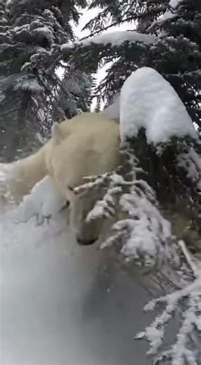 BIG MISTAKE😱 Watch This Bear Fail Hilariously #viral #funny #animals