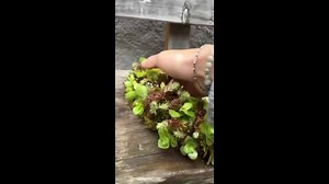 A Wreath of Moss That Grows All Year Round - Gift for Those Who Love Plants, Rustic Decor, Housewarming Gift - Etsy Australia