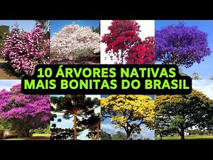 As 10 Árvores Nativas mais Bonitas do Brasil - As mais Belas e Fascinantes Árvores Brasileiras