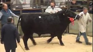 Aberdeen Angus Sale at H&H Carlisle 22 May 2021 Lot 30 -Gretnahouse Eiger V146- AG Houston – 7500gns | Aberdeen-Angus Cattle Society