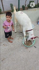 kurbani ka bakra sabse bada🐐🐑#shorts #kammu video