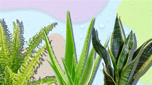 Combat spring condensation with these moisture-reducing plants - The Weather Network