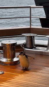🐧 Captain Penguin onboard 76.9m Damen Yachting La Datcha 👉 The penguin has been rescued by authorities. 🎥 by @davydov9162 #ladatcha #crew #damen #damenyachting #antartica #pinguin #yacht #superyacht #exploreryacht #yachty #yachtinglifestyle #yachtlife #millionaire #billionaire #millionairelifestyle #billionairemindset #ice #snow #explorer #superyachttimes #boat #boatlife | SuperYacht Times