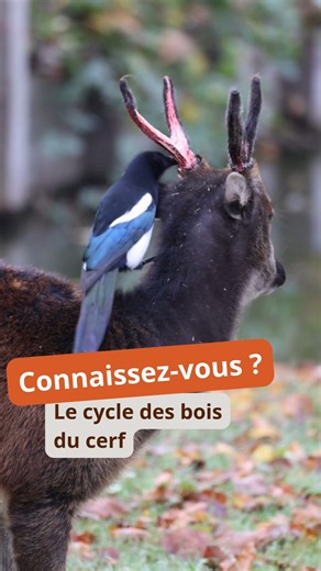 🦌 Le cycle des bois du cerf Chaque année, les mâles perdent leurs bois pour en faire pousser de nouveaux. Ce cycle suit les saisons et leur état hormonal 💔 Chute des bois : après la période de reproduction, pour économiser de l’énergie 💌 Repousse : des bois recouverts de velours, riches en vaisseaux sanguins ❤️‍🔥 Durcissement : les bois deviennent solides, prêts pour la prochaine saison des amours 💡 Ce phénomène est essentiel pour leur survie et leur rôle dans la reproduction. Au Zoo d’Amie