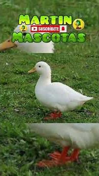 balanced diet for domestic ducks