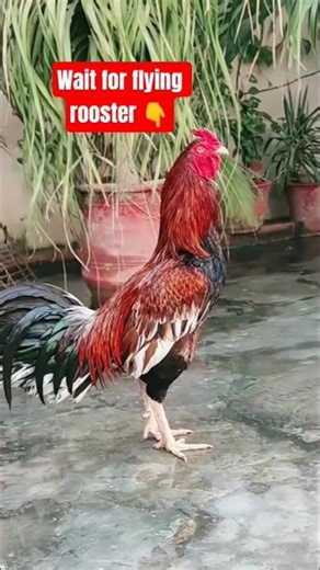 wait for flying rooster 🐓#trendingshorts #rooster #unfrezzmyaccount #music