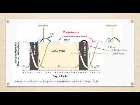 Estrous Cycle of Cattle