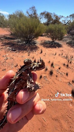 Thorny Devil (Moloch horridus) 🦎🏜️🪃🇦🇺 This little legend was trying to cross the Great Northern Highway near Mt Magnet in Western Australia… not ideal with road trains flying through. Quick relocation and back into the red sands where he belongs 🤎 One of Australia’s wildest reptiles and an absolute privilege to encounter every time. You beauty! 🤩 #lizard #thornydevil #reels #australia #reptile