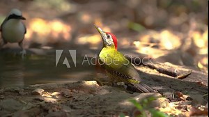 Laced Woodpecker (Scientific Name : Picus vittatus) bird drinking water in pond.
