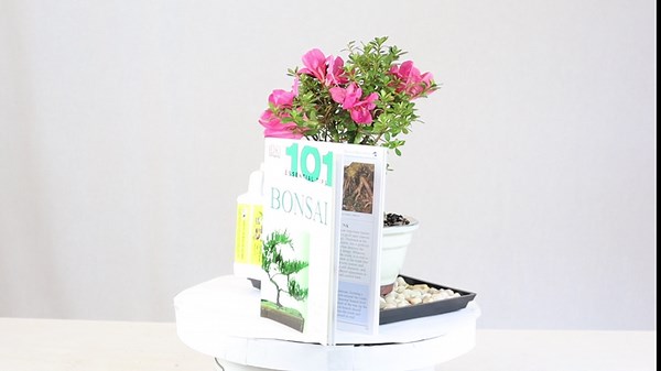 Brussel's Live Satsuki Azalea Outdoor Bonsai Tree - Complete Gift Set - 5 Years Old; 6" to 8" Tall with Decorative Container, Humidity Tray, Deco Rock, Bonsai Pro Fertilizer & Book