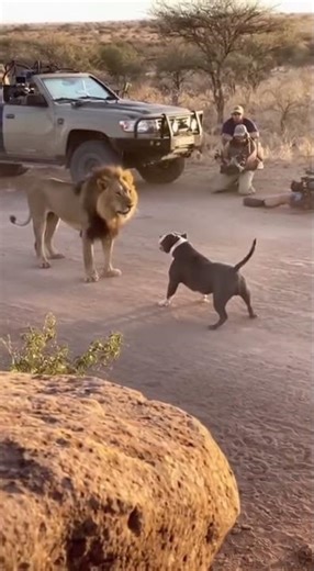 Real Fight Recording Unscripted Jungle Clash