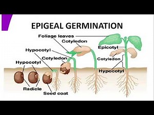 FORM 3 BIOLOGY LESSON 32 EPIGEAL GERMINATION