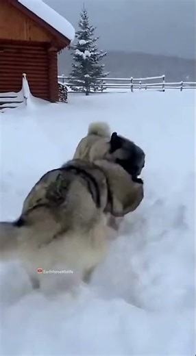Snowy Play: Wolf-Like & Guardian Dog Roughhouse! #Shorts ❄️🐺🐶