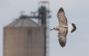 Watching gulls in East London