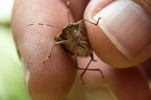 Stink Bug Invasion: Why these pests are trying to get into your home right now