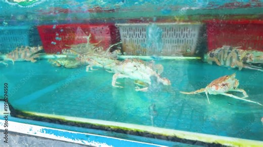 Live crabs swimming in a clear market tank at a vietnamese seafood stall, vibrant display for diners and chefs choosing fresh shellfish for cooking and sale