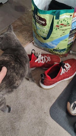 Julie and the shoe V. 2 #cute #cat #cats